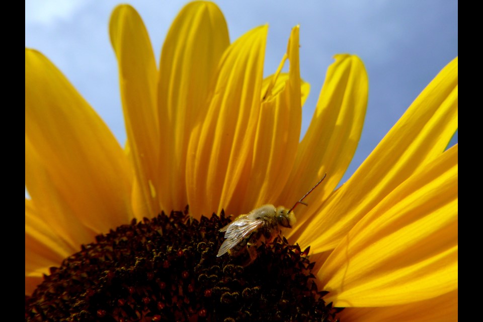A close-up on a bee on a sunflower. Supplied photo