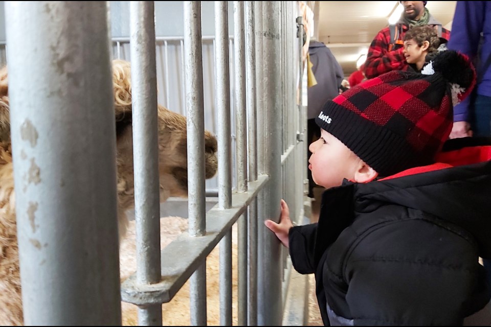 Eighteen-month-old Sam Martain takes a close look at a lama at Old McDonald's New Farm.