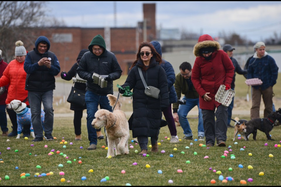 And they're off ... participants start the Easter egg hunt at the 2024 National Service Dogs' Easter Egg Hunt at Centennial Park Friday morning. About 200 dogs took part.