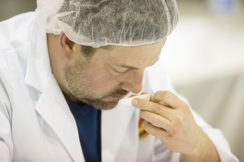 A judge at the Canada Cheese Awards observes the aroma of a cheese during judging Thursday at University of Guelph. Kenneth Armstrong/GuelphToday