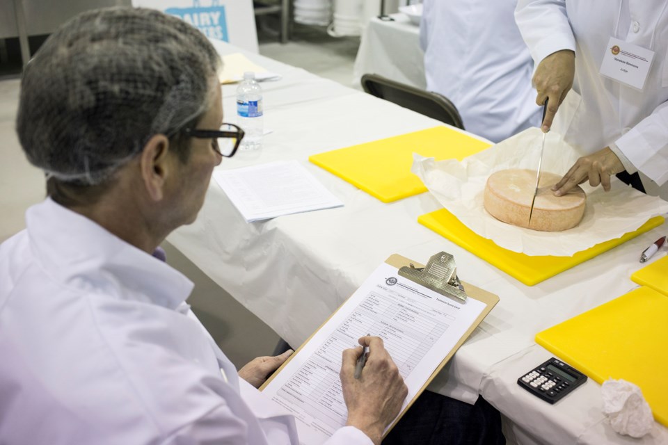 A judge at the Canada Cheese Awards makes a cut as a second judge observes during judging Thursday at University of Guelph. Kenneth Armstrong/GuelphToday