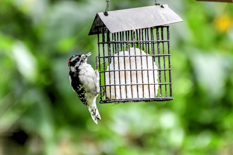 A red-headed woodpecker hangs on during a suet break. File photo 
