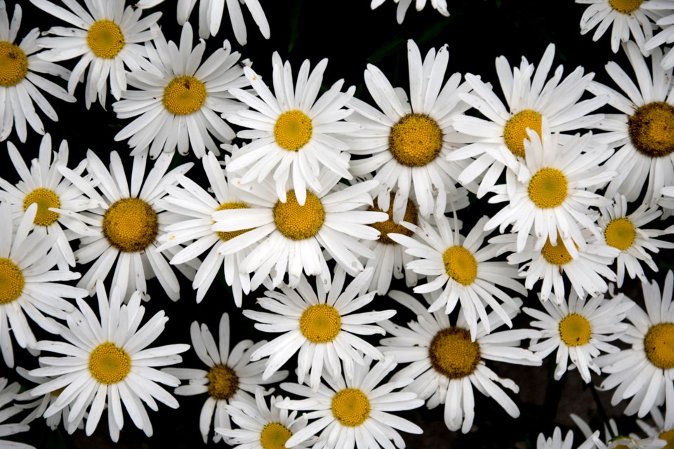 USED 20170705 daisies