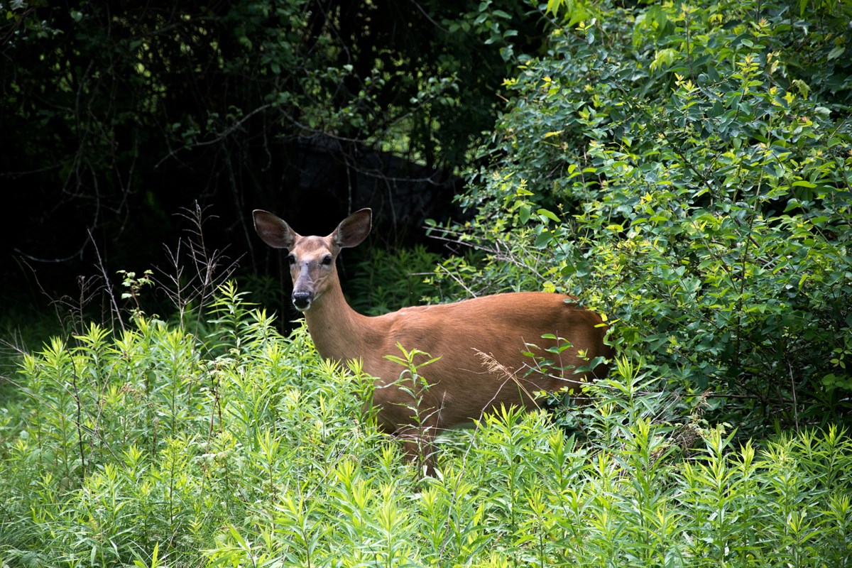 Antlerless Deer Draw Applications Accepted Starting Thursday Halifaxtoday Ca