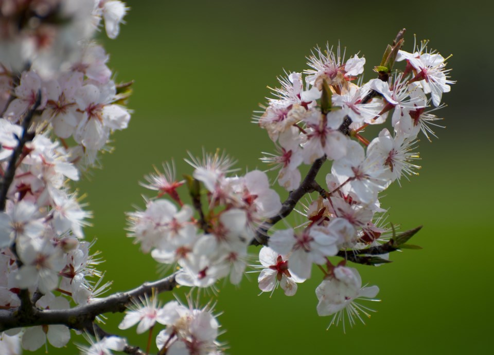 USED 20170519 cherry blossoms