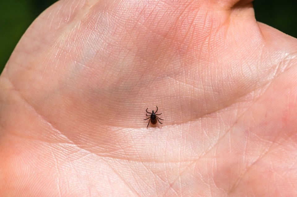 lyme disease deep tick shutterstock