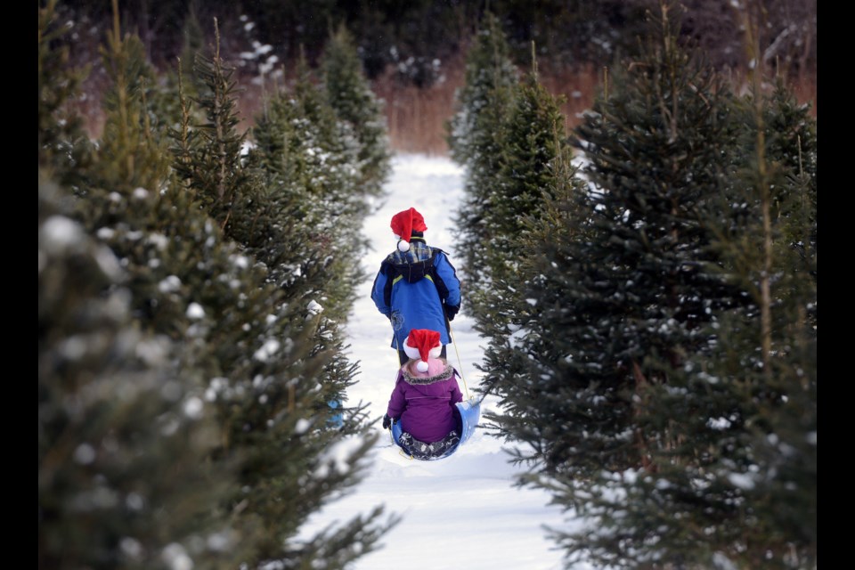 Two youngsters search the farm for the perfect tree at Evergreen Tree Farm on 22 Sideroad just north of Guelph Saturday, Dec. 16, 2017. Tony Saxon/GuelphToday