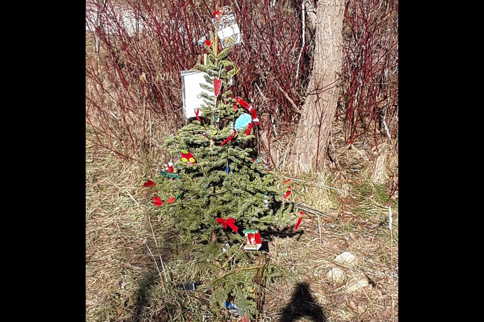 A tiny pine tree along a Guelph trail has turned into a random act of Christmas kindness. Nancy Ariss for GuelphToday.com