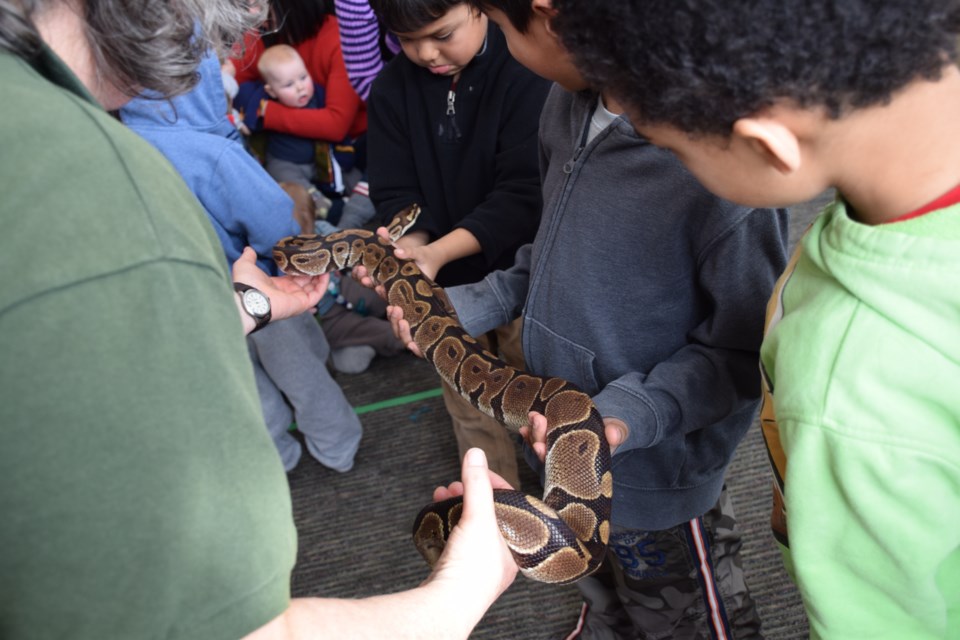 Kids crowd around the ball python at the Guelph Lake Nature Centre's Live Animal Show Tuesday morning, in the congested east side branch of the Guelph Public Library. Rob O'Flanagan/GuelphToday