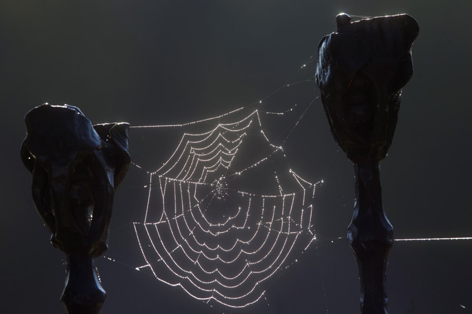 A spiderweb covered in dew seen near the bank of the Speed River on Thursday morning. Kenneth Armstrong/GuelphToday