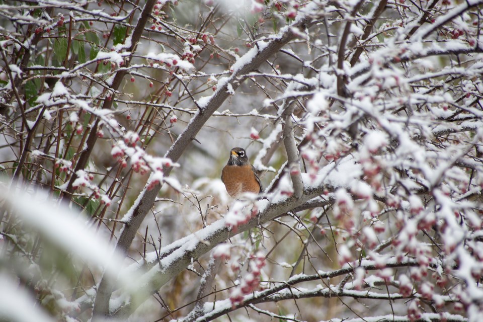 A robin seen in the first snow of the season Thursday in Guelph. Kenneth Armstrong/GuelphToday