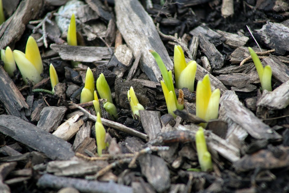 Sprouting has begun in a flower garden at The Arboretum. Kenneth Armstrong/GuelphToday