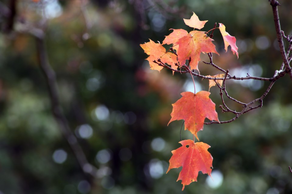 20200929 Fall Colours KA 03