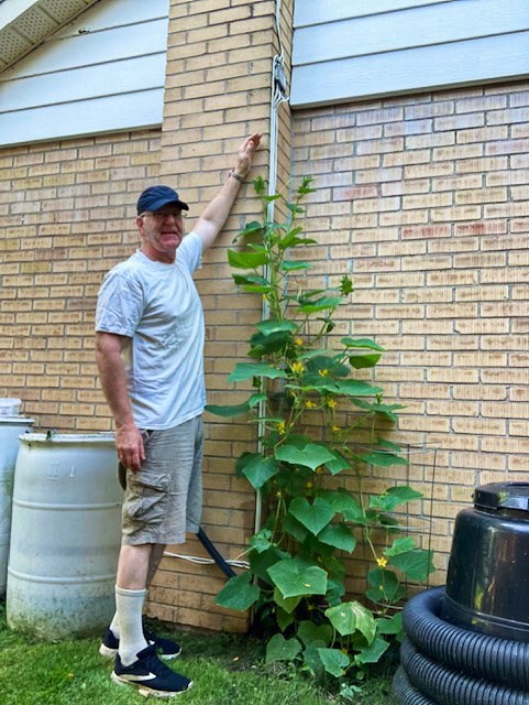 Cucumber plant deals