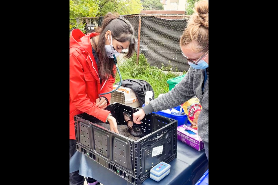 Two veterinarian students from the Ontario Veterinary College examine a black bunny at the shelter.