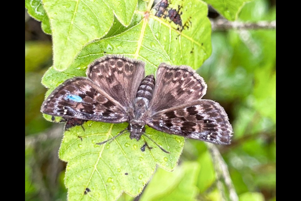 A marked mottled duskywing butterfly.