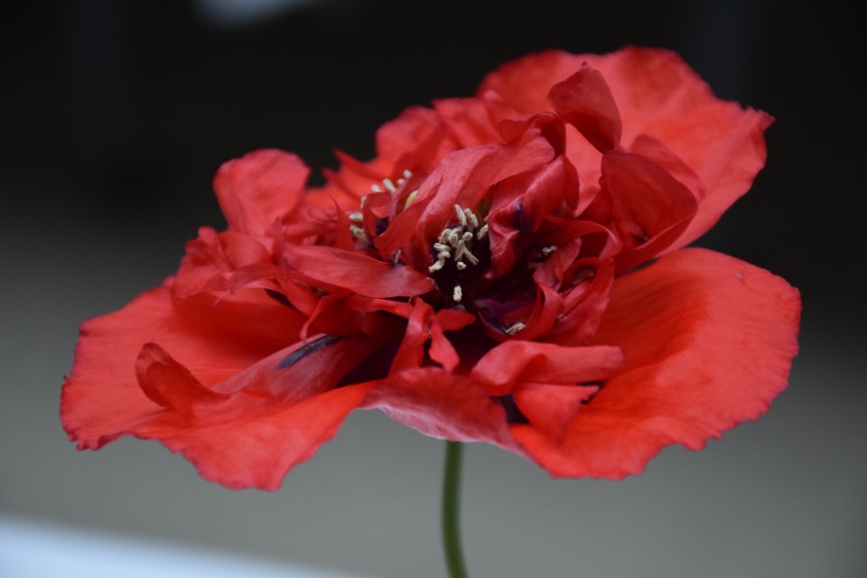 Poppy in red. Rob O'Flanagan/GuelphToday