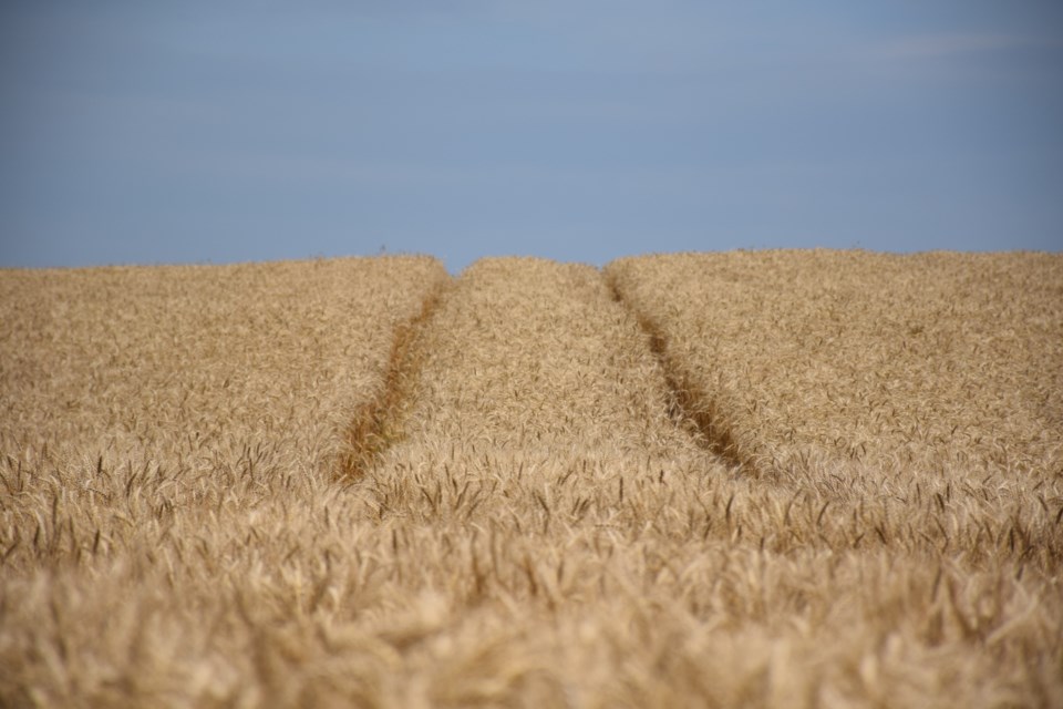 Near ready wheat.  Rob O'Flanagan/GuelphToday 