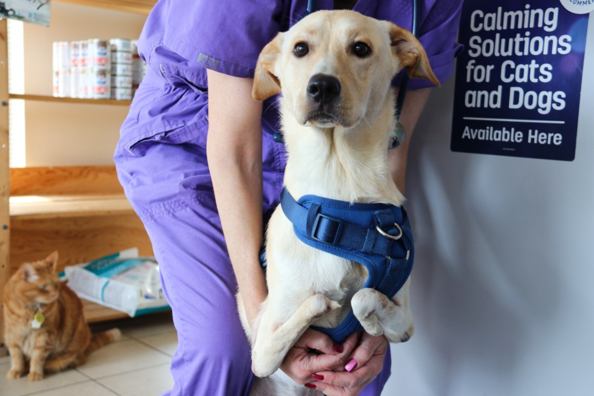 ICYMI: Guelph vet tech adds two-legged dog to her band of canine misfits