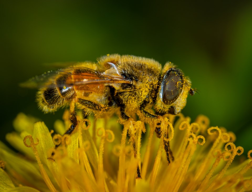 20210511 Bee in Flower pexels