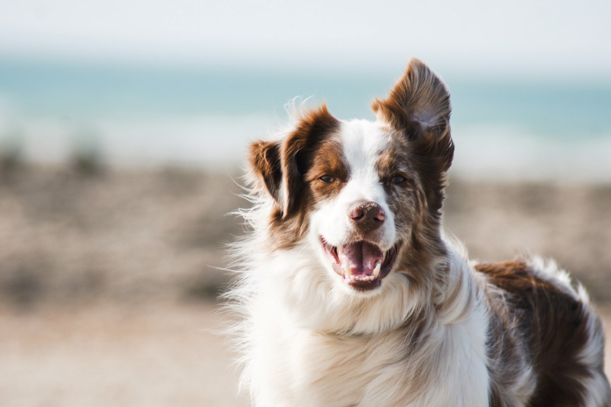 Una enfermedad ‘misteriosa’ en perros no necesariamente causa alarma: veterinarios