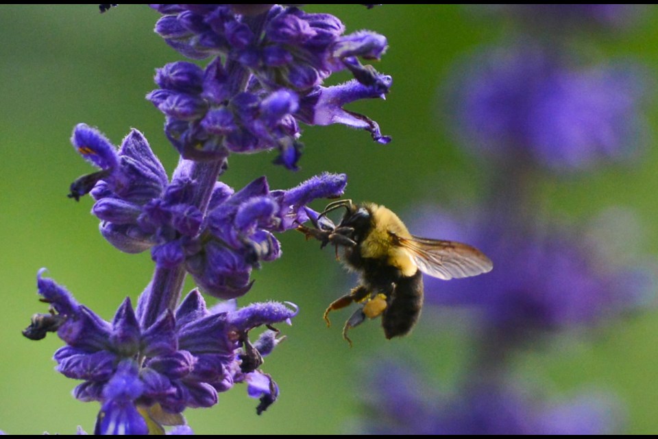A bee hunts for pollen at the Guelph Enabling Garden on Monday afternoon. Tony Saxon/GuelphToday