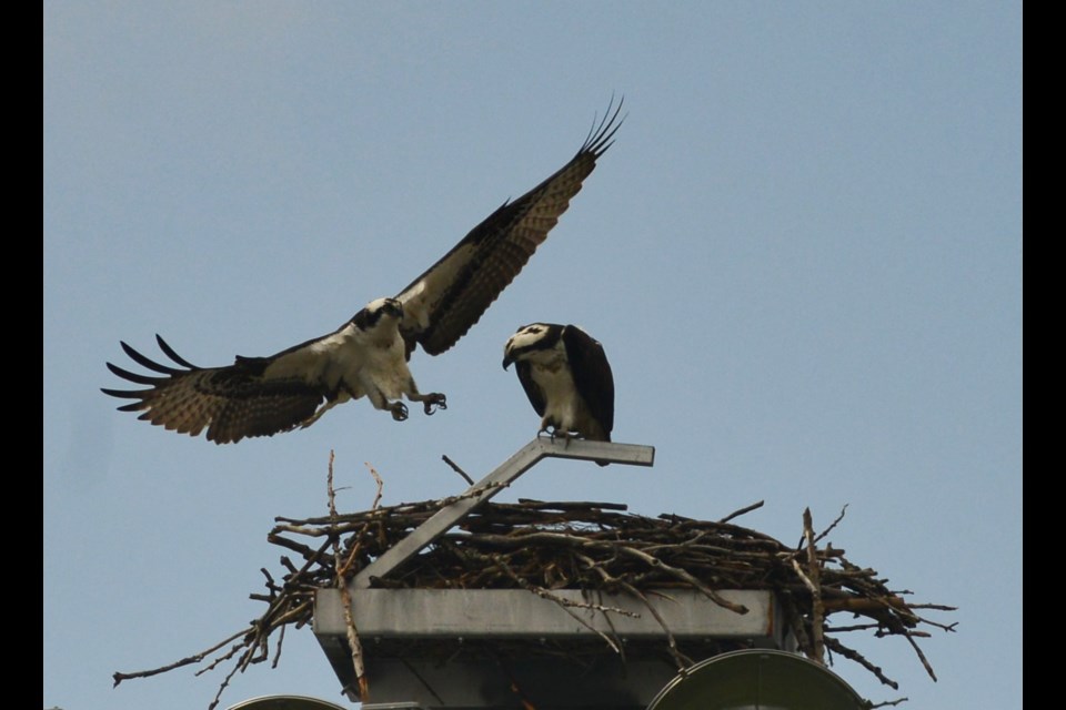 A pair of osprey are nesting atop a light pole at Eastview Community Park. Tony Saxon/GuelphToday