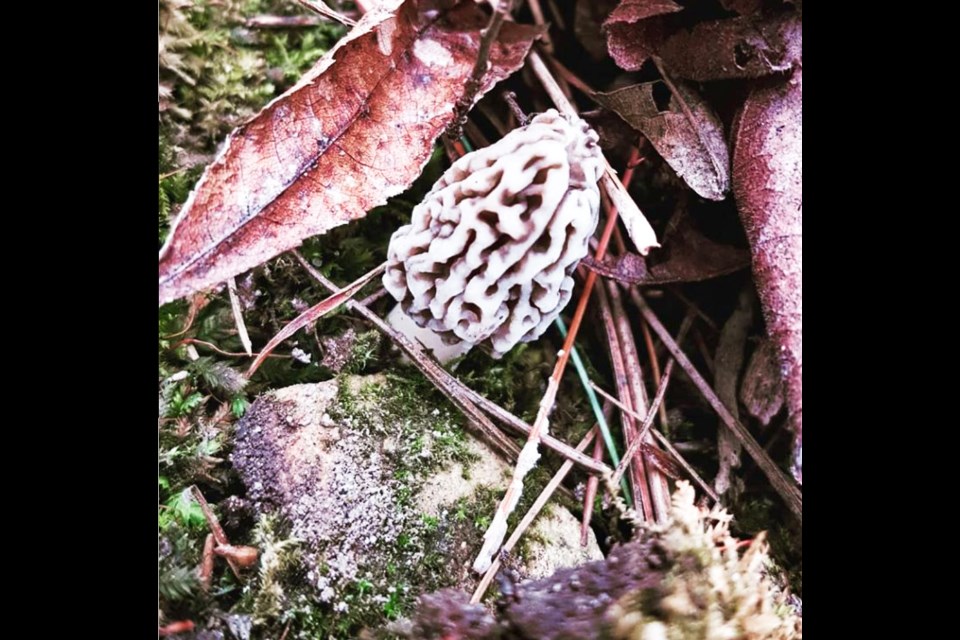 A morel mushroom, which is edible, found in Guelph.