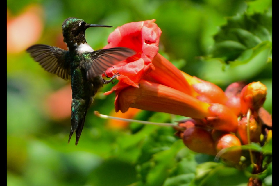 A hummingbird feeds in the Gosling Wildlife Garden at the University of Guelph's Arboretum.