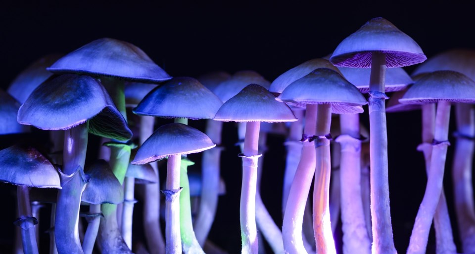 psilocybin