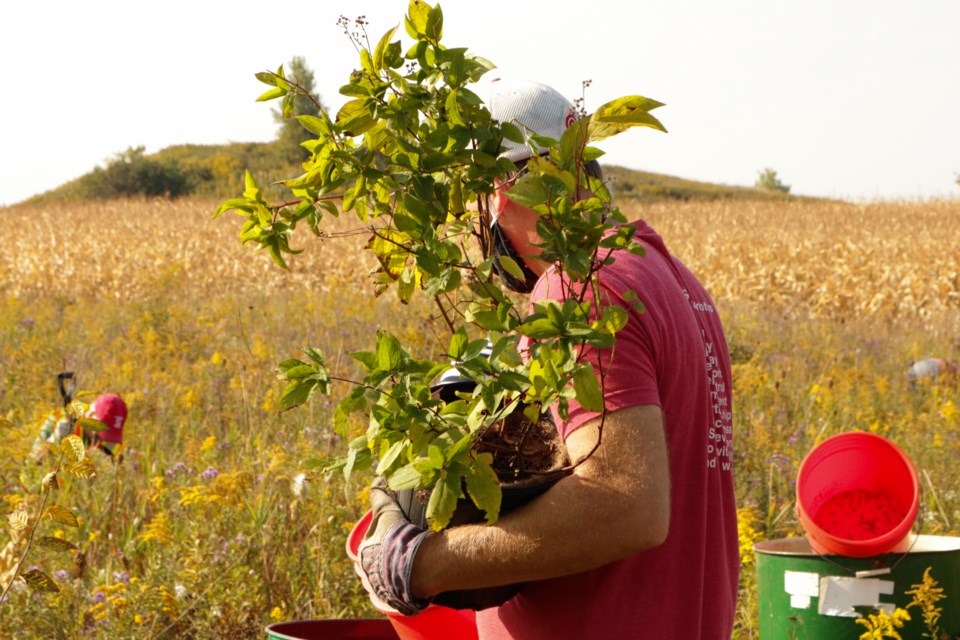 20200926 Trees For Guelph AD 2