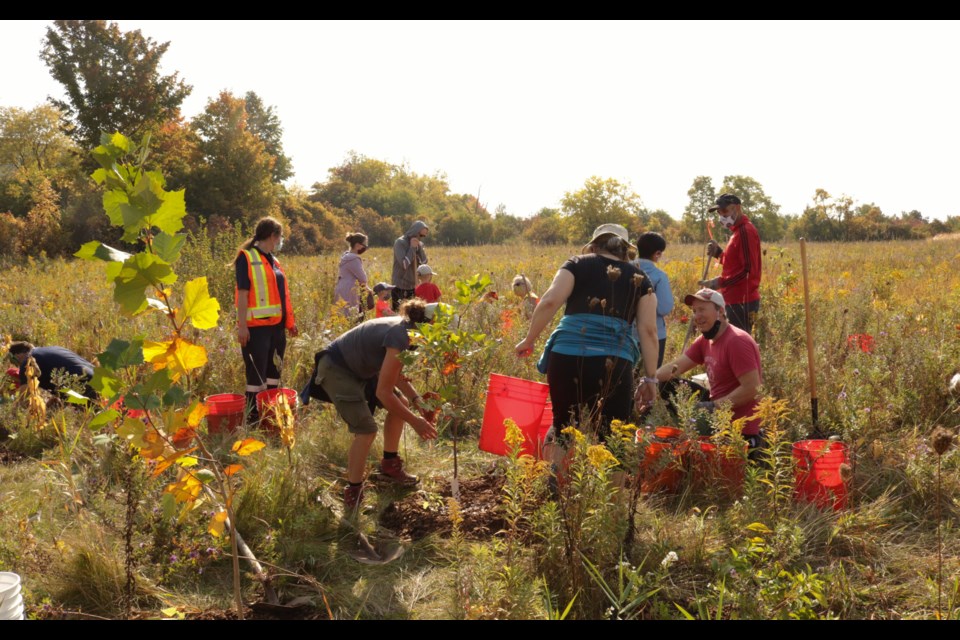 A group of volunteers and community members planting. Ariel Deutschmann/GuelphToday