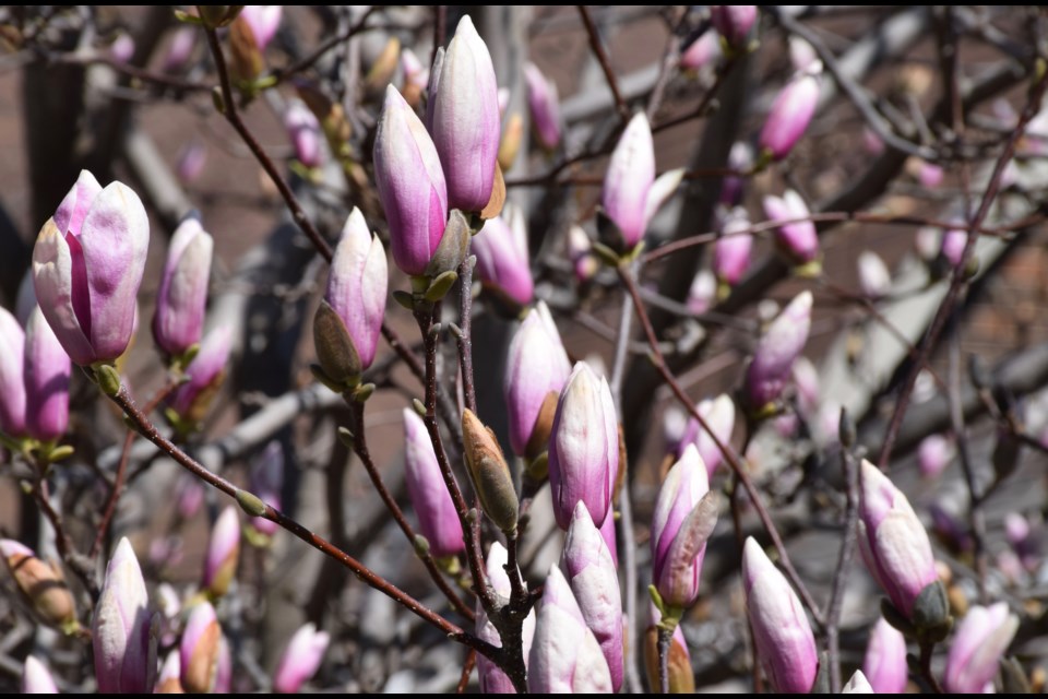 The magnolia trees are starting to pop. Rob O'Flanagan/GuelphToday