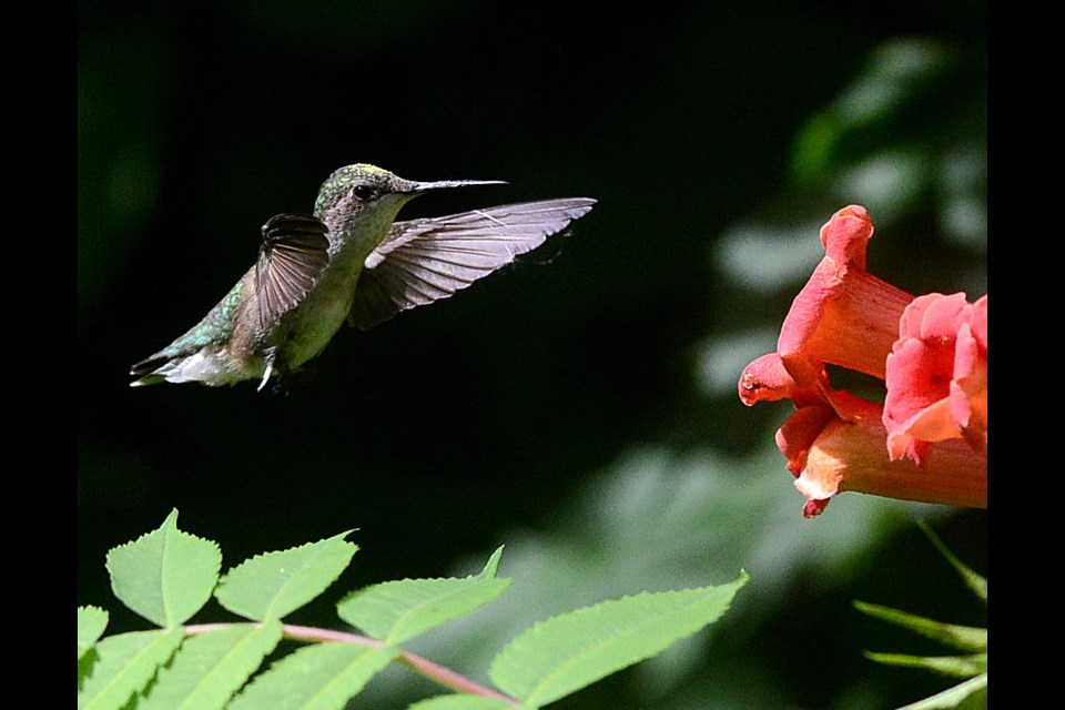 A hummingbird hovers above a flower at the Gosling Wildlife Gardens in The Arboretum Friday, July 28, 2017. Tony Saxon/GuelphToday