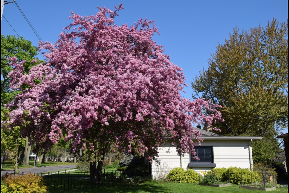 Crabapple tree in bloom on Grange Street.