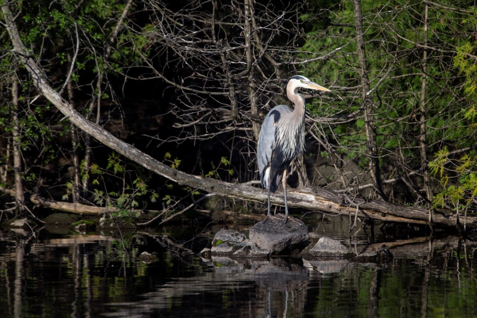 A great blue heron seen at Rockwood Conservation Area on Thursday May 23, 2018. Kenneth Armstrong/GuelphToday