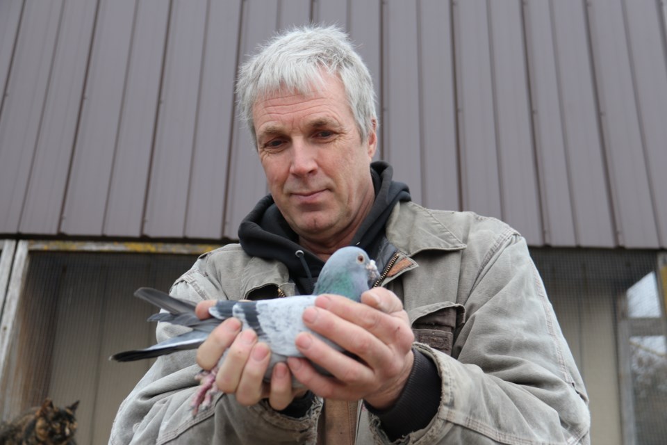 Bill Weima holds one of his prize pigeons, Inbred Eddie out front of one of the pigeon lofts on his one acre property.