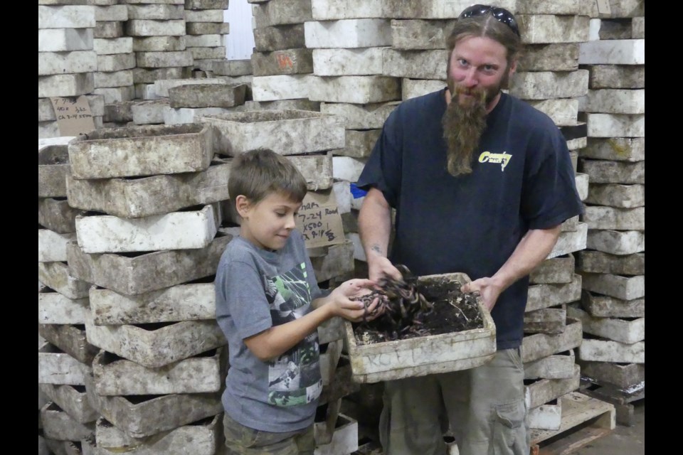 Ryan Dekker (right) and his 9-year-old son, Max (left) dig in to a box of bait worms at Country Bait, a local bait worm supplier. 
Maxine Betteridge-Moes for GuelphToday