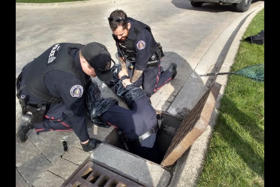 Officers rescued two ducklings after they had fallen into a storm grate on May 3, 2020. Photo supplied by the Guelph Police Service