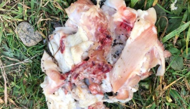 Raw chicken on trail 2 cropped FB Victoria Rundle