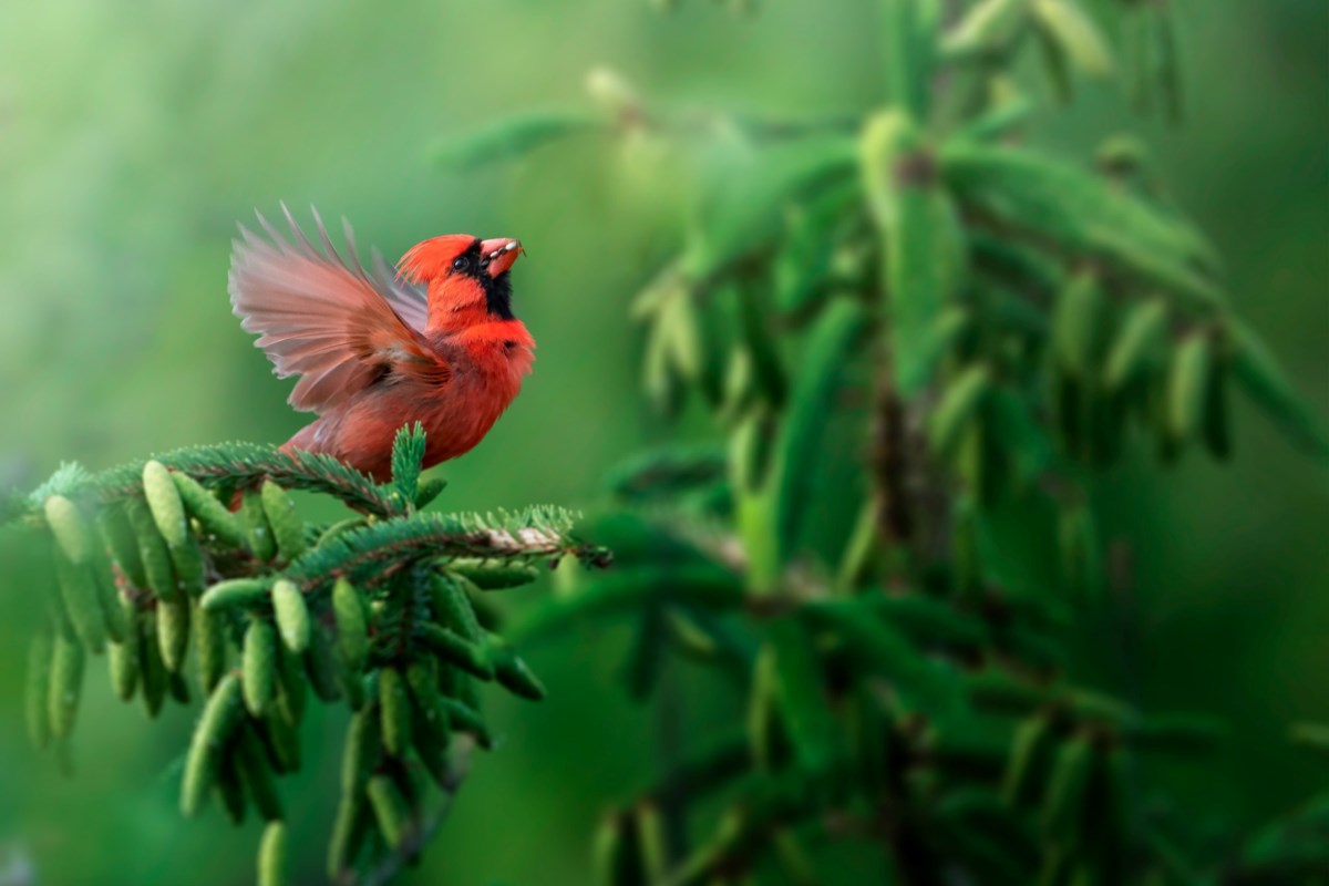 Guelph photographer will get include of Canadian Geographic calendar