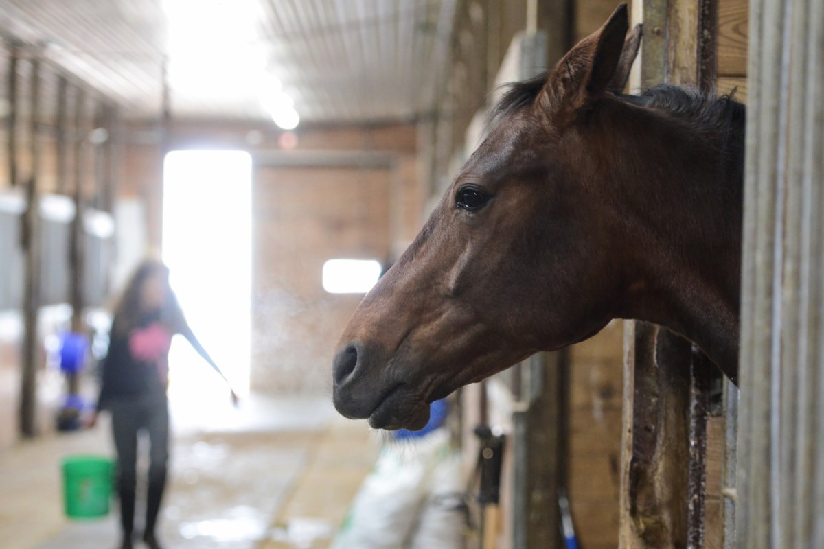 New programs aim to introduce Ontario youth to horses