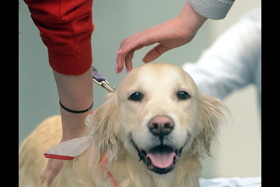 University of Guelph students get to de-stress with the help of some therapy dogs at the Take A Paws event at the University of Guelph library Thursday, Dec. 7, 2017. Tony Saxon/GuelphToday