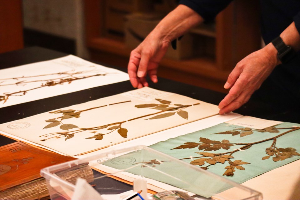 A series of international pressed plant samples at the University of Guelph Herbarium.