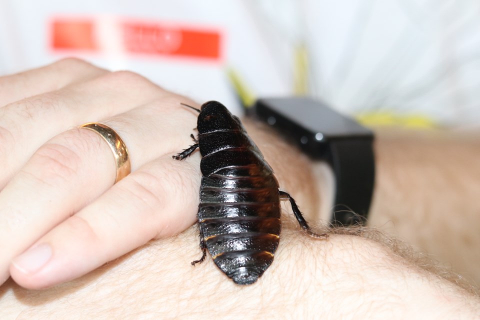 A volunteer holds a Hissing cockroach at Bug Day at the University of Guelph Arboretum Sunday. 