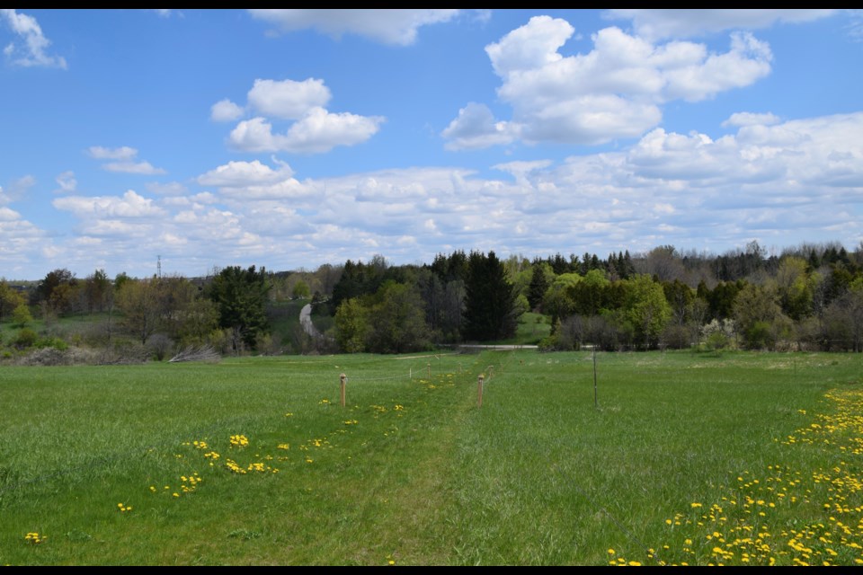 Sloping former farmland on the north section of the Arboretum will soon grow turfgrass test plots. 