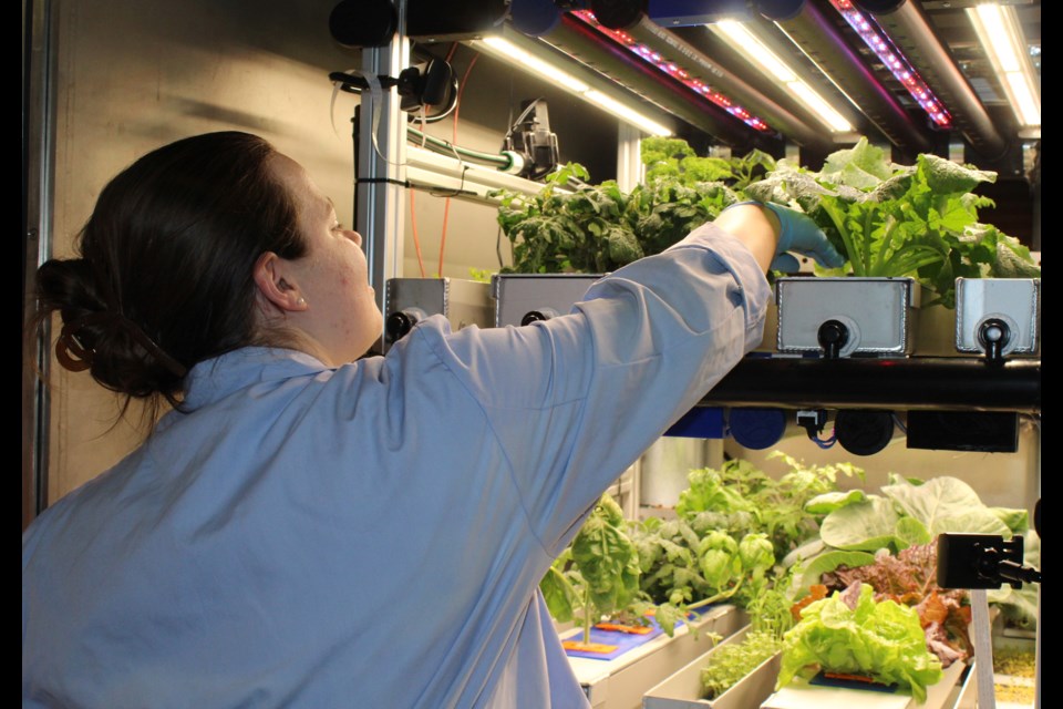 Rosemary Brockett, a second-year masters student at the University of Guelph, inspects some of the plants in the Canada GOOSE plant-growth chamber.
