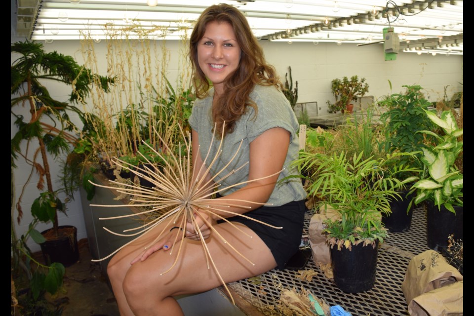 U of G master's student Meghan Grguric is studying the dangerous giant hogweed and has the scars to prove it. The hogweed head she is holding is no longer toxic. (Rob O'Flanagan/GuelphToday) 