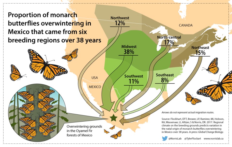 Monarch butterfly population in decline here's how we can save them