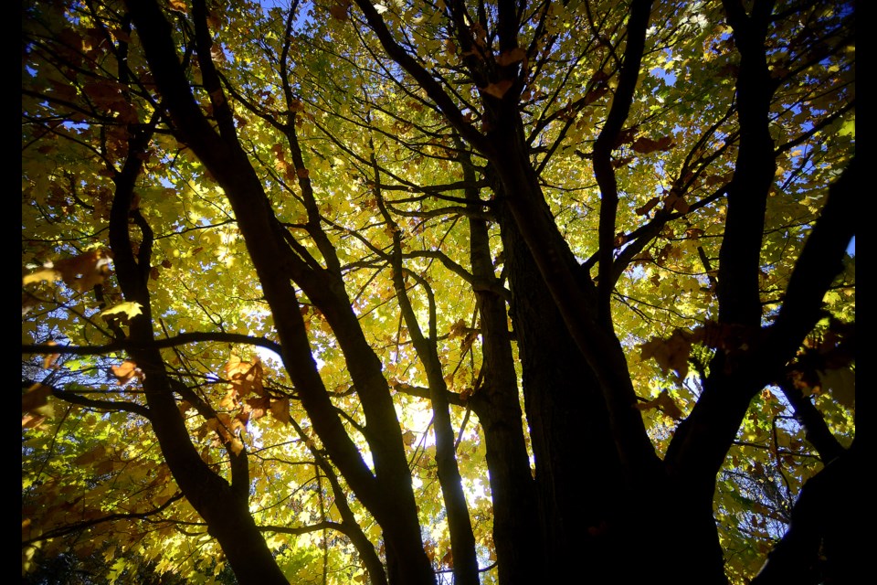 The Arboretum trees shine brightly. Tony Saxon/GuelphToday